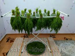 فروش سبزی خشک و گیاهان خشک خوراکی و معطر 